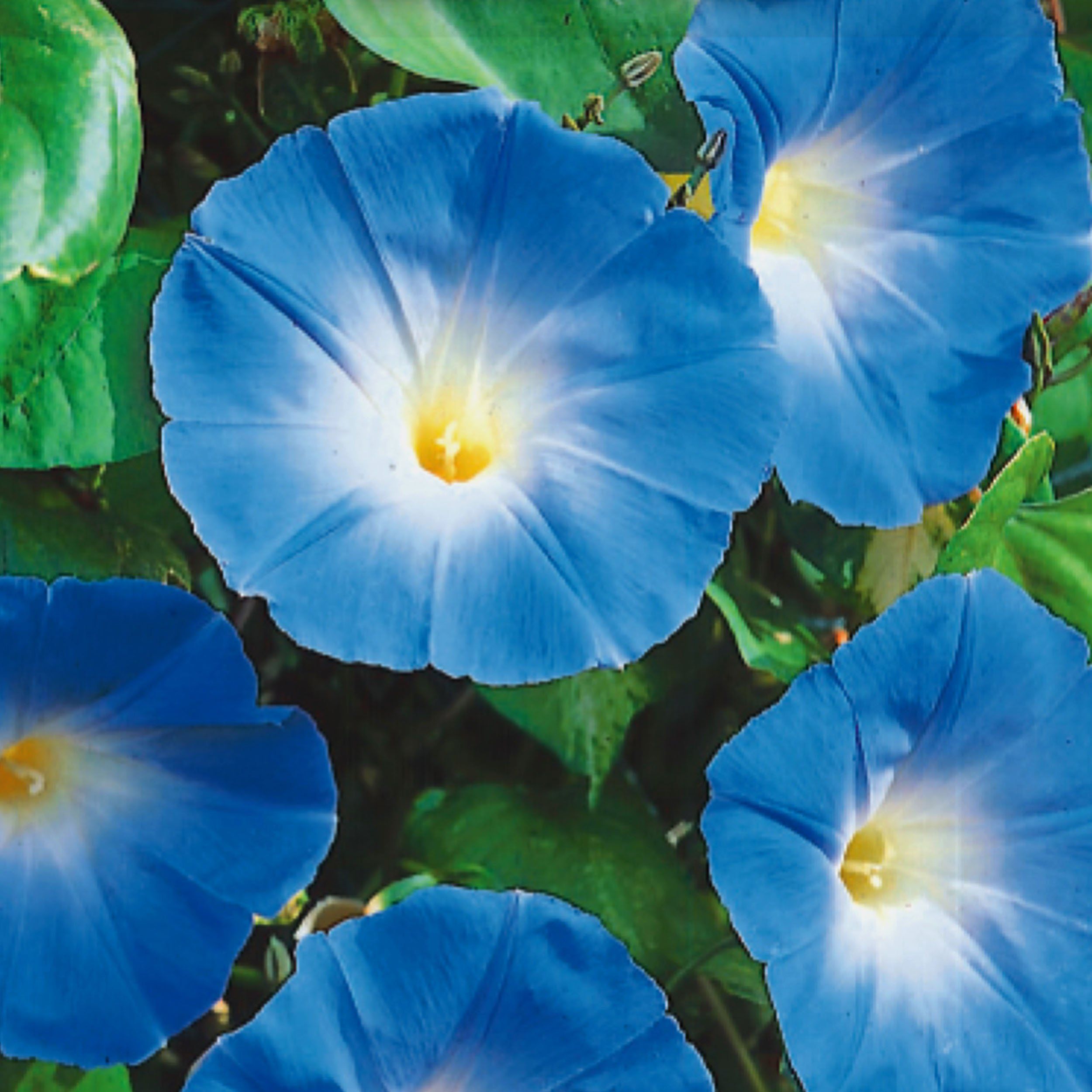 フリー素材の花の写真